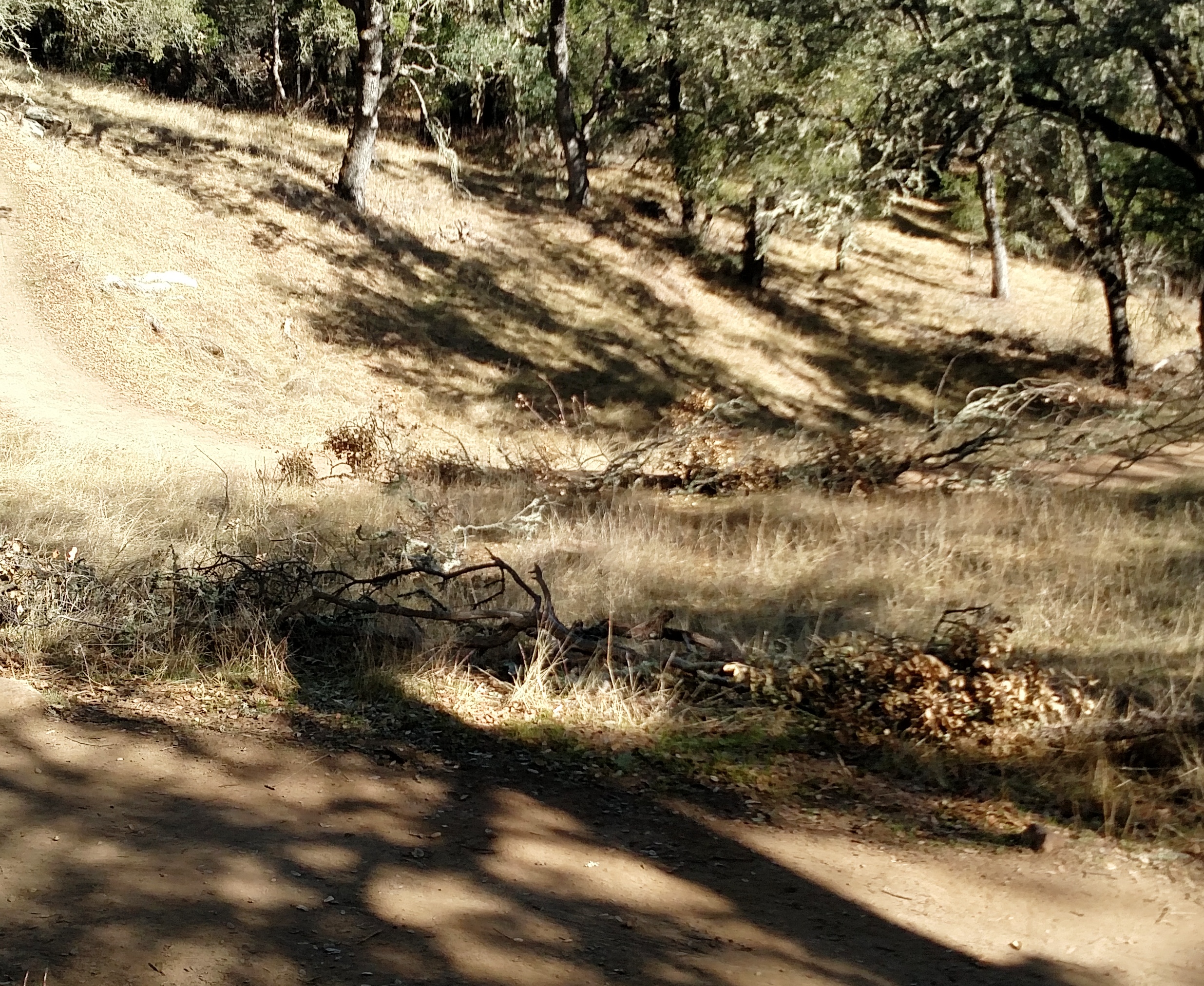 Brush placed over the shortcut.